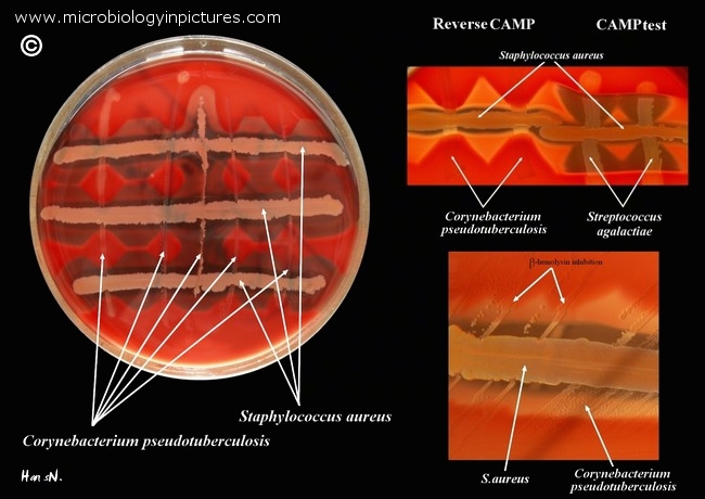 reverse CAMP test with C.pseudotuberculosis